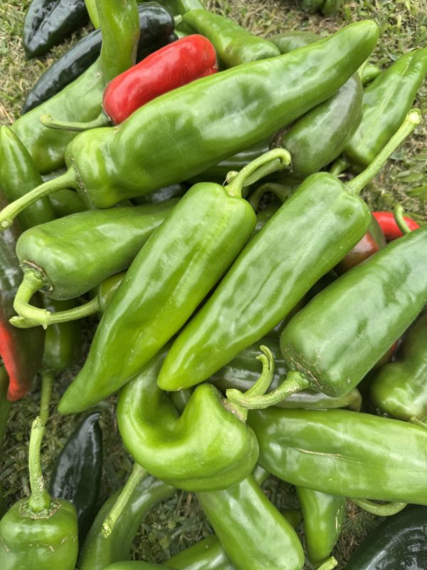 Hatch Peppers